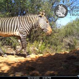 Cape mountain zebra